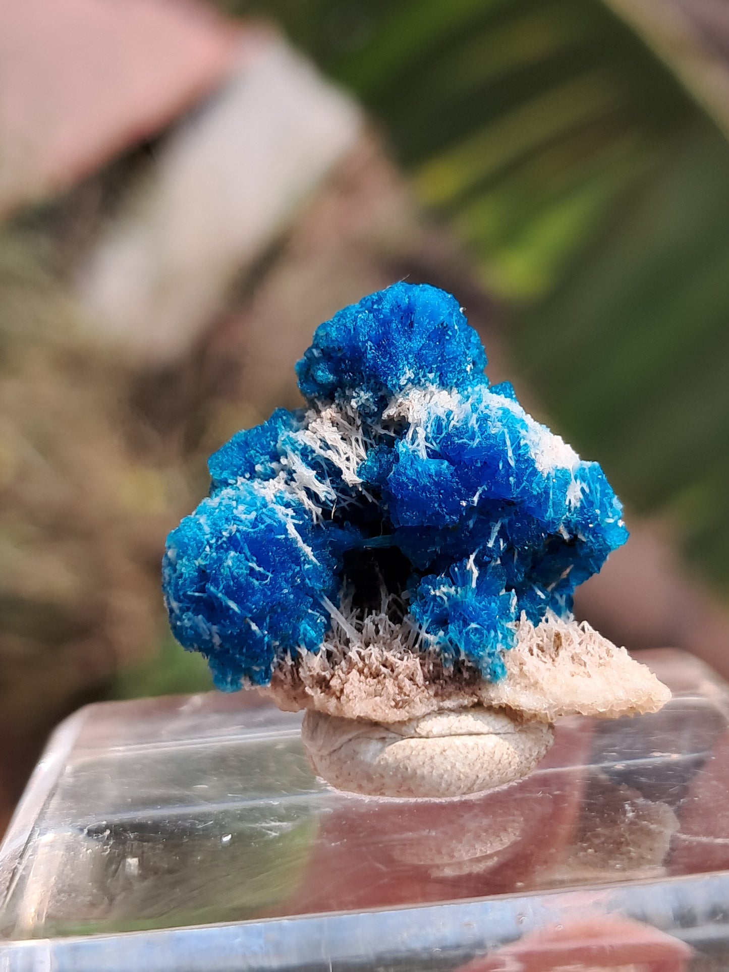 Perfect Cavansite Spheres on Fibrous Stilbite (Wagholi) Rough Stone | Natural Crystal | Rare Mineral Specimen #CV59