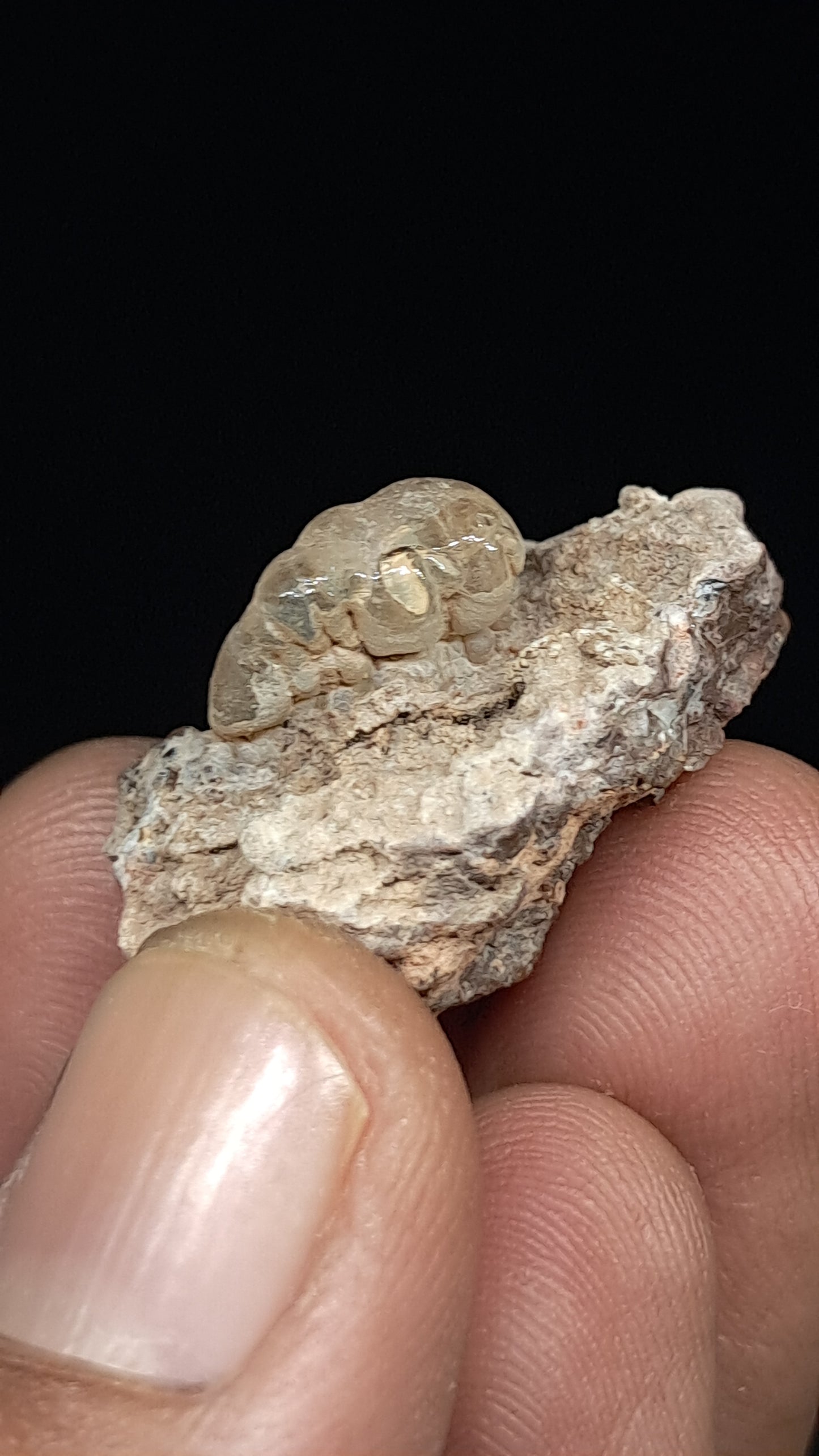 Hyalite Opal on Matrix (Mexico) Rough Crystal Stone | UV-Reactive Mineral Specimen #OH5