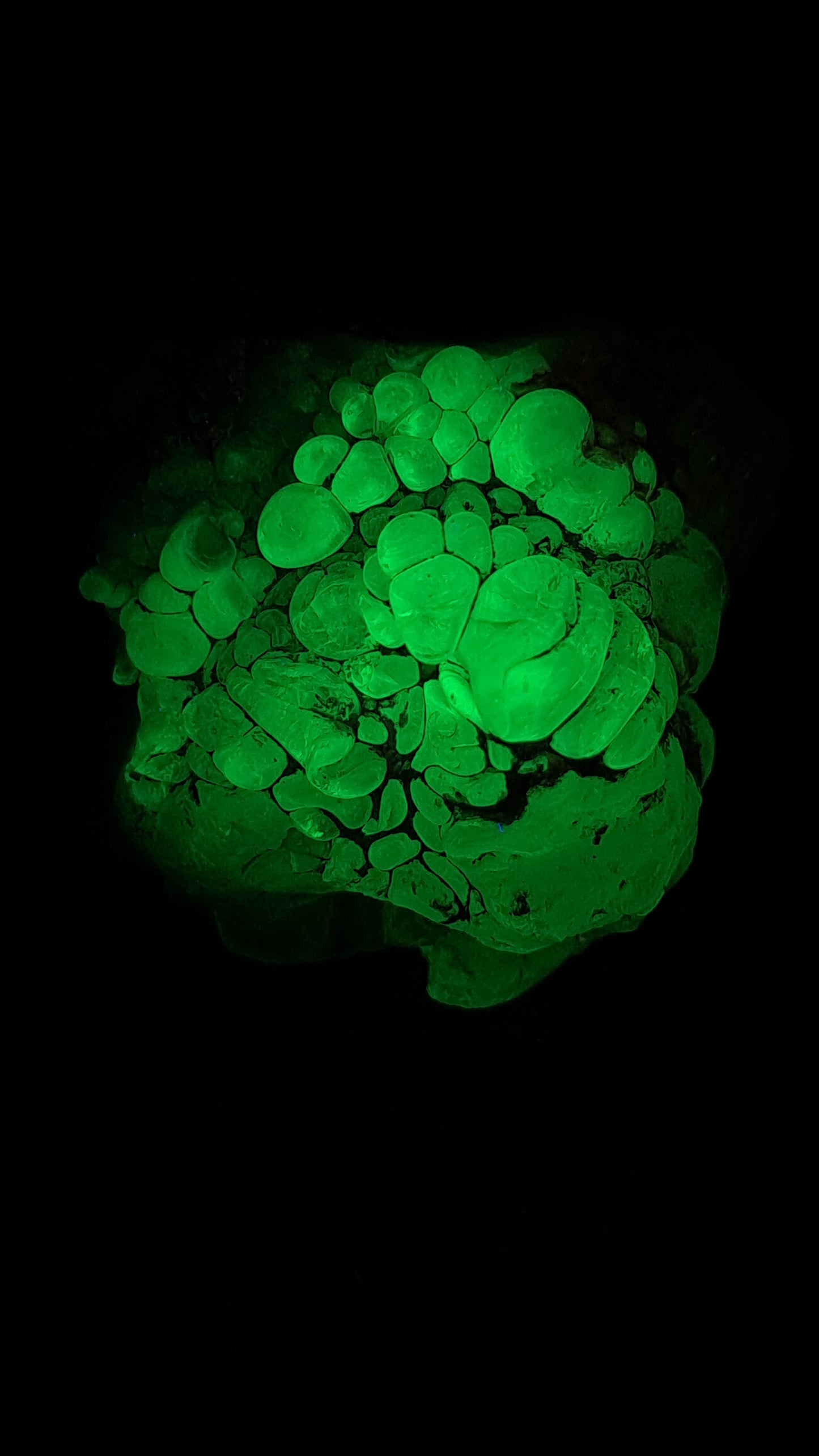Hyalite Opal on Matrix (Mexico) Rough Crystal Stone | UV-Reactive Mineral Specimen #OH7