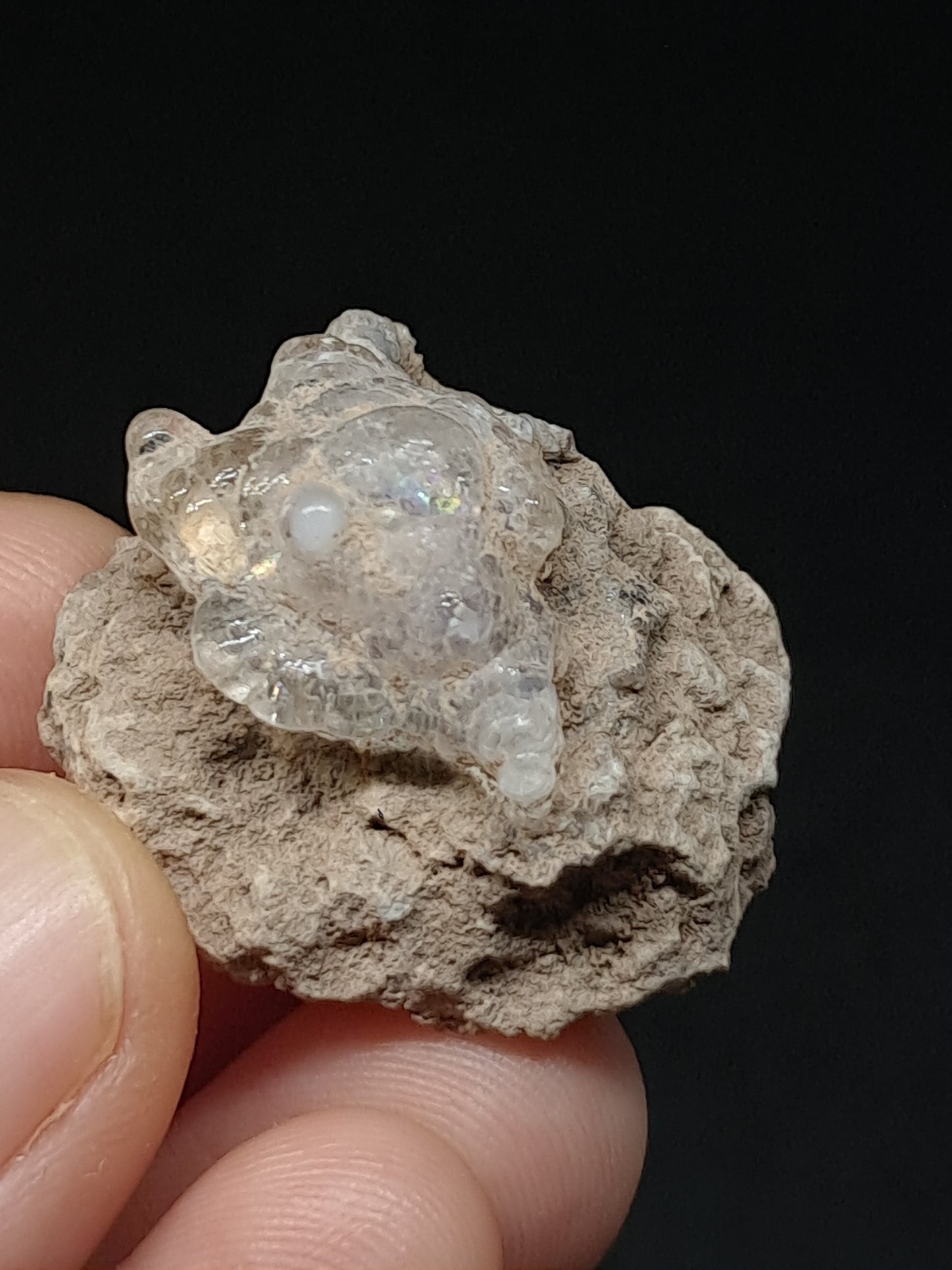 Hyalite Opal on Matrix (Mexico) Rough Crystal Stone | UV-Reactive Mineral Specimen #OH10