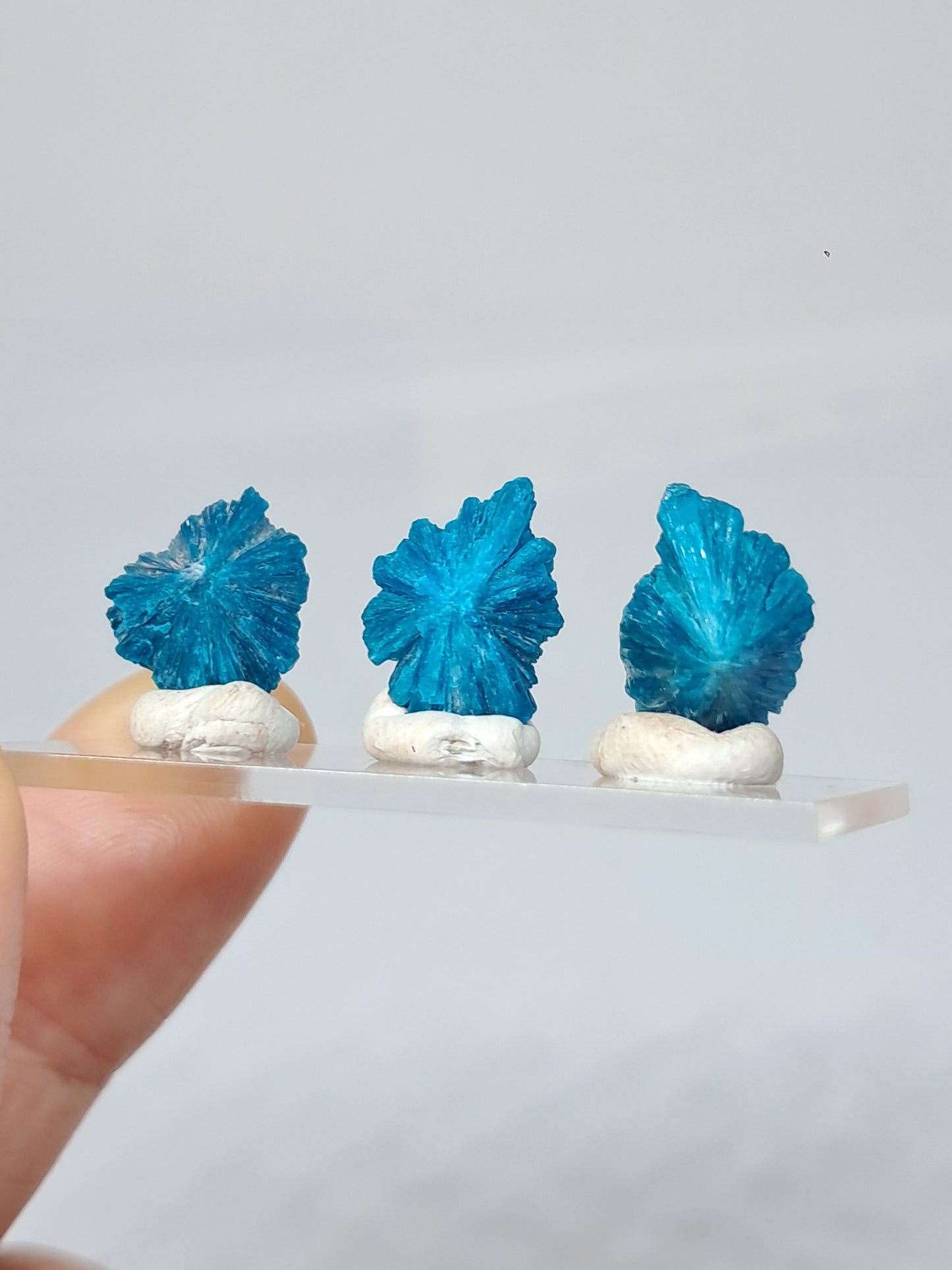 Juego de 3 flores de cavansita de alta calidad (wagholi) en bruto | Cristal natural | Ejemplar mineral raro n.° CV44