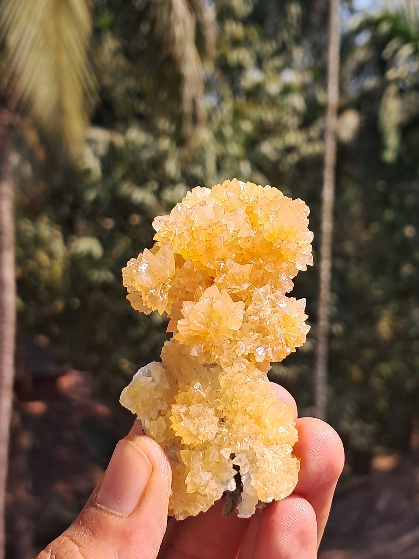 Yellow Calcite *Dog Tooth* Formation | Phosphorescent Crystals | UV Reactive (India) Rough Crystal | Natural Stone | Mineral Specimen #CA29