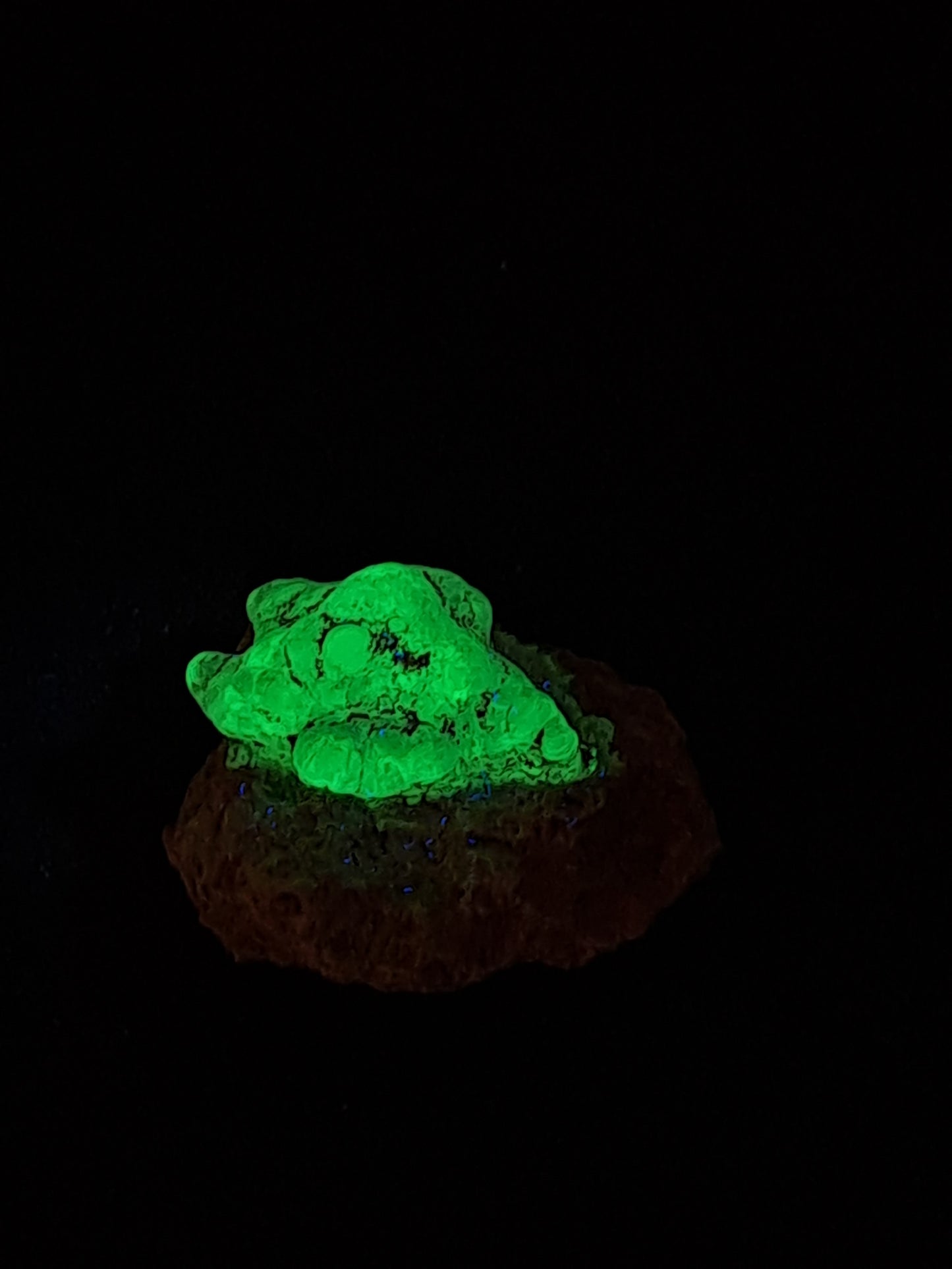 Hyalite Opal on Matrix (Mexico) Rough Crystal Stone | UV-Reactive Mineral Specimen #OH10