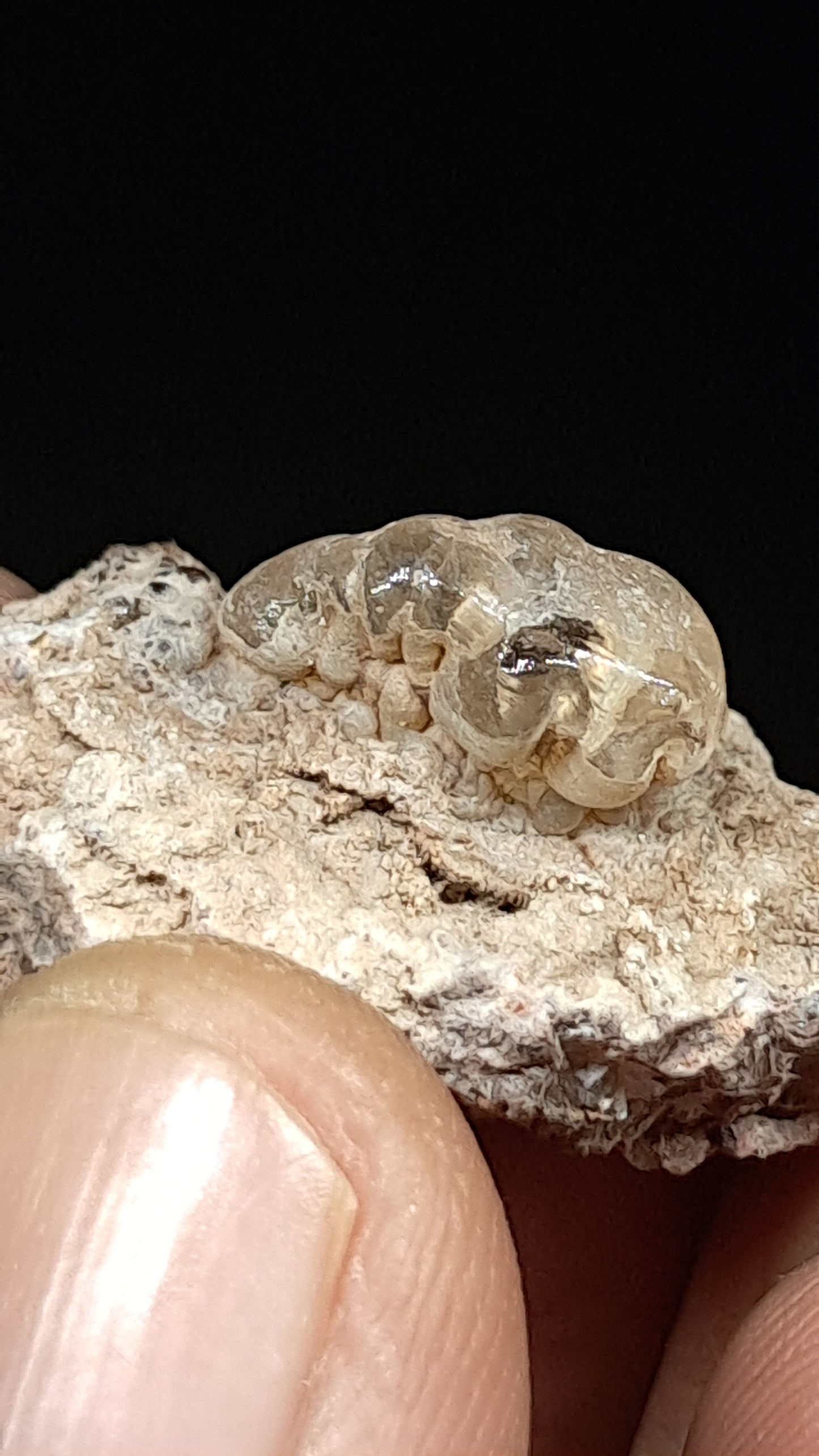 Hyalite Opal on Matrix (Mexico) Rough Crystal Stone | UV-Reactive Mineral Specimen #OH5