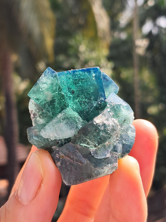 UV Reactive Fluorite (Durham, UK) Bicolor Natural Crystal | Mineral Specimen #FL3