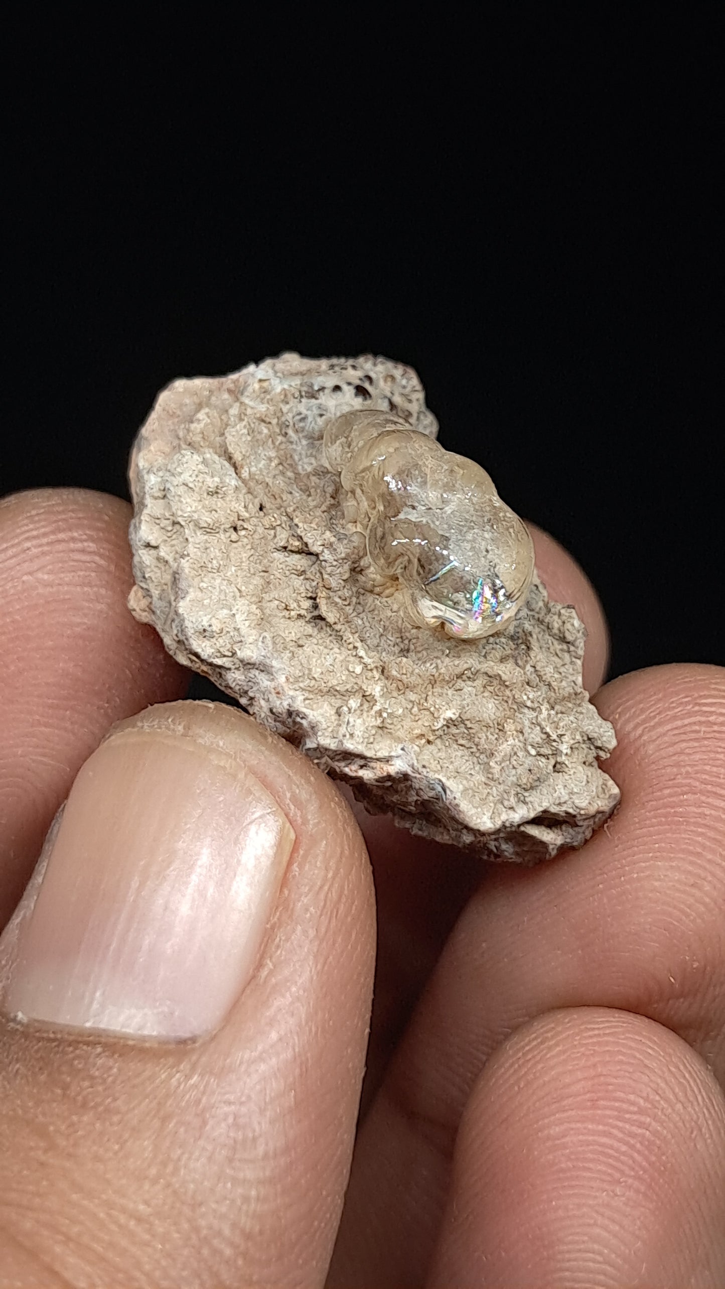 Hyalite Opal on Matrix (Mexico) Rough Crystal Stone | UV-Reactive Mineral Specimen #OH5