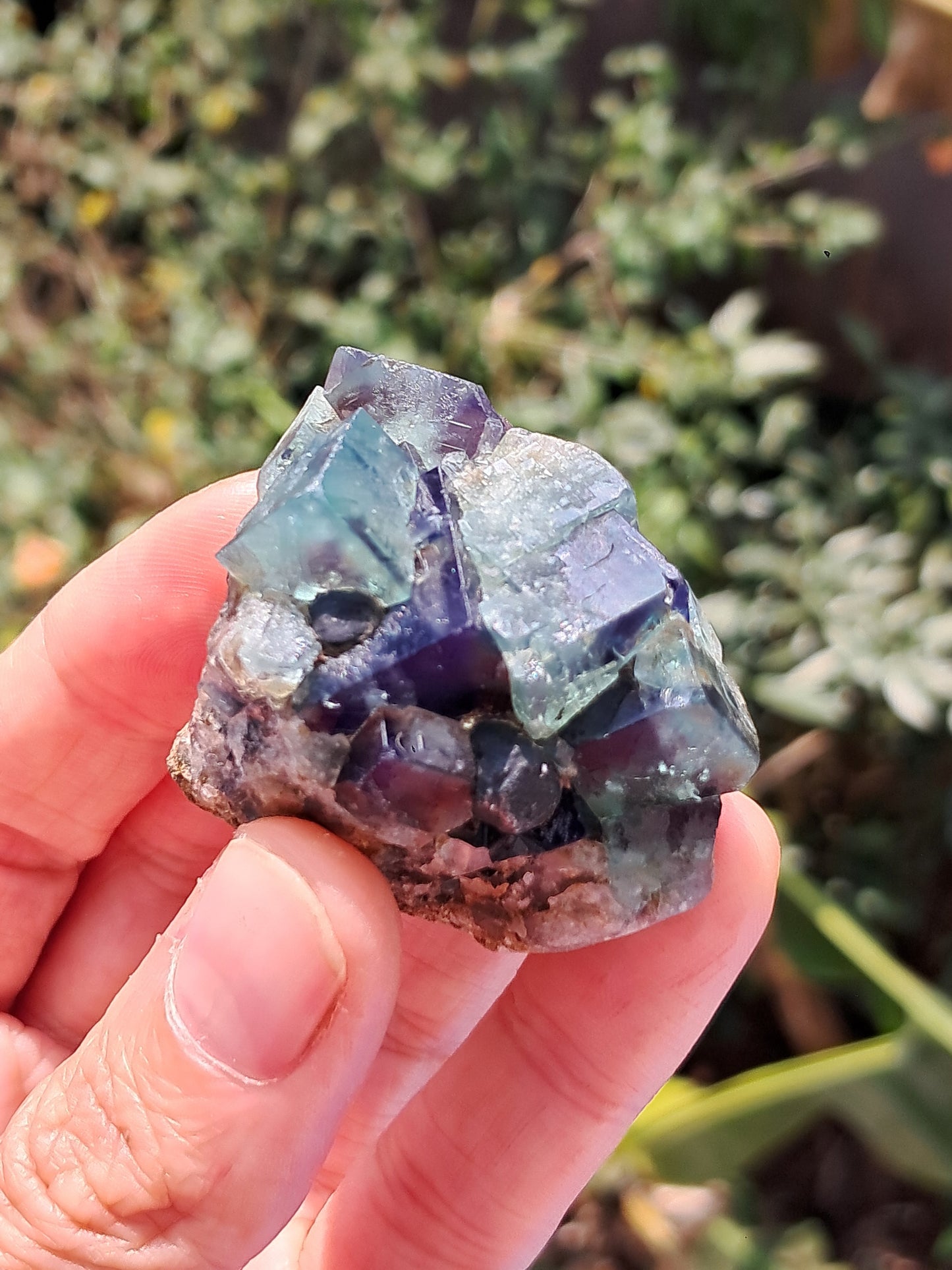 Bicolor Fluorite on Matrix (Durham, UK) Natural Crystal | Mineral Specimen #FL4