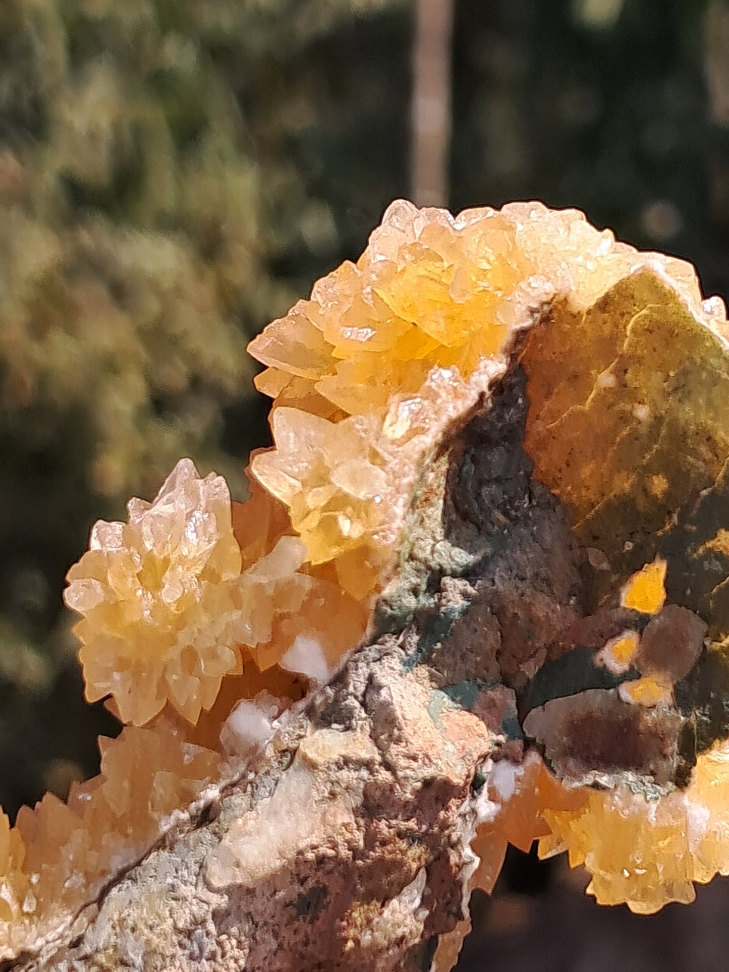 Yellow Calcite *Dog Tooth* Formation | Phosphorescent Crystals | UV Reactive (India) Rough Crystal | Natural Stone | Mineral Specimen #CA29