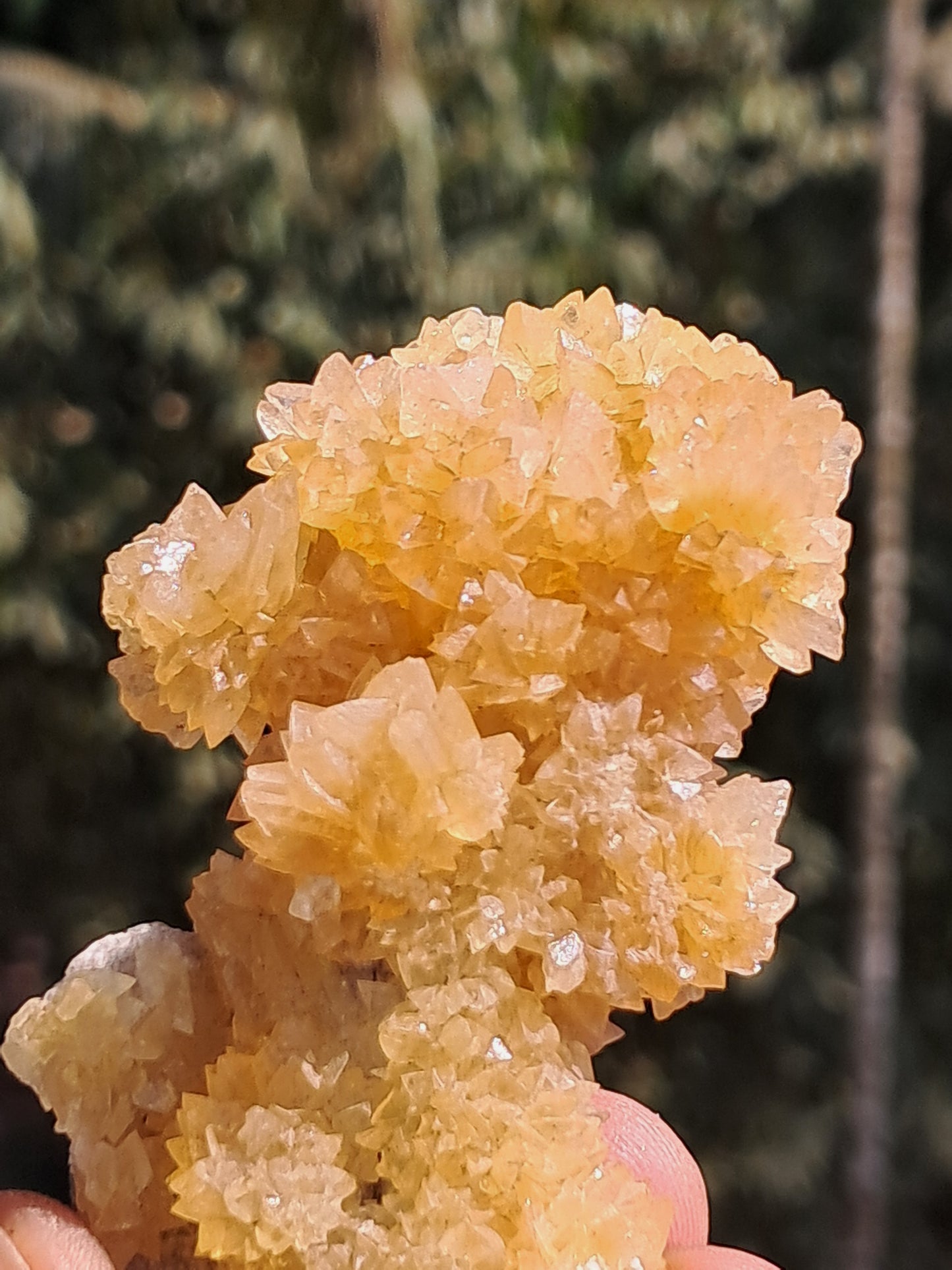 Yellow Calcite *Dog Tooth* Formation | Phosphorescent Crystals | UV Reactive (India) Rough Crystal | Natural Stone | Mineral Specimen #CA29