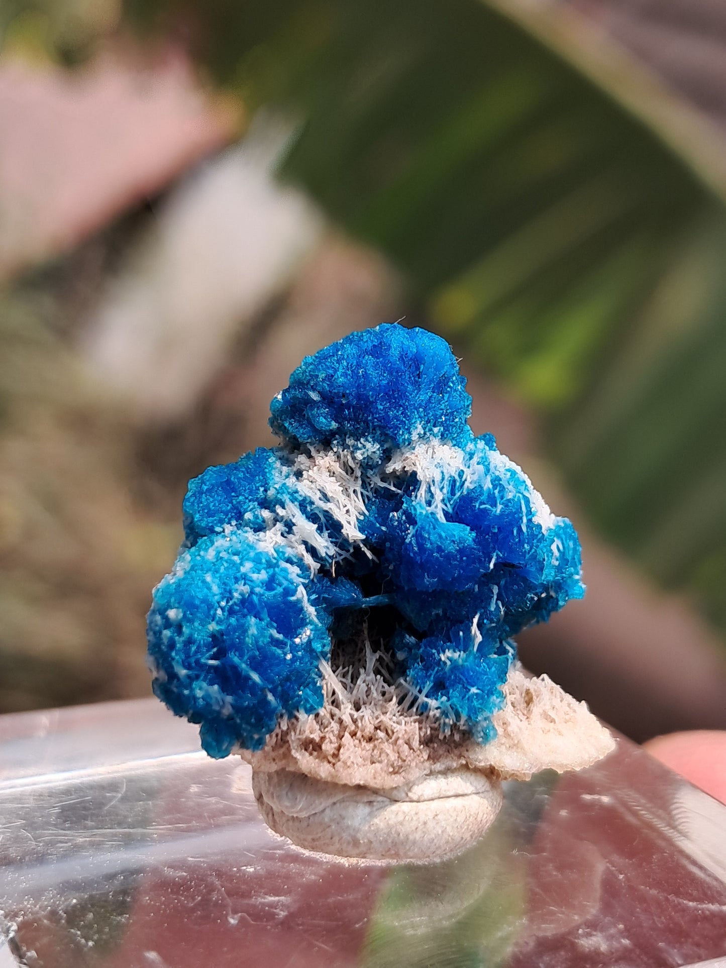 Perfect Cavansite Spheres on Fibrous Stilbite (Wagholi) Rough Stone | Natural Crystal | Rare Mineral Specimen #CV59