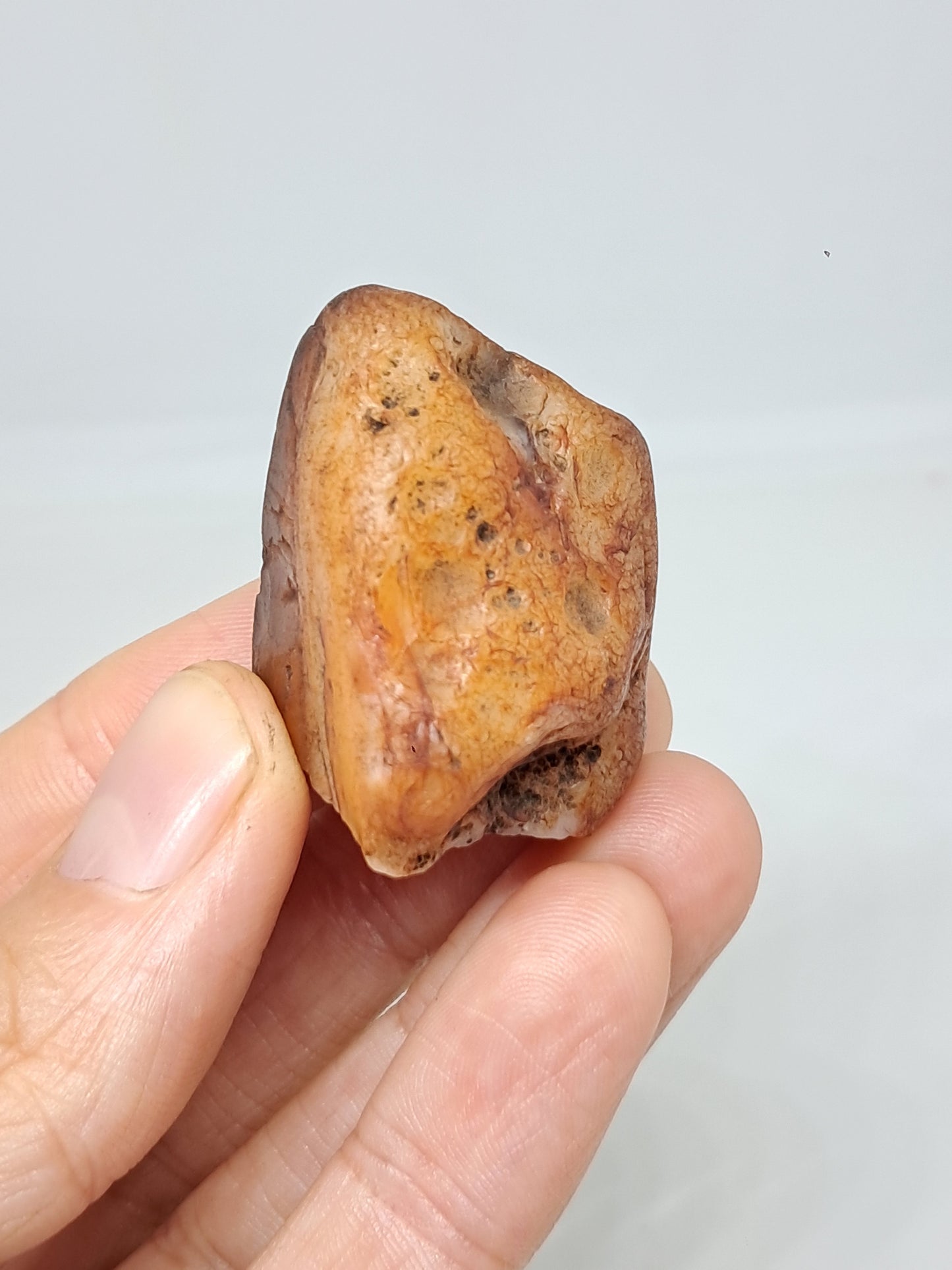 Rough Carnelian (India) Raw Stone | Natural Crystal | Mineral Specimen #CRN31