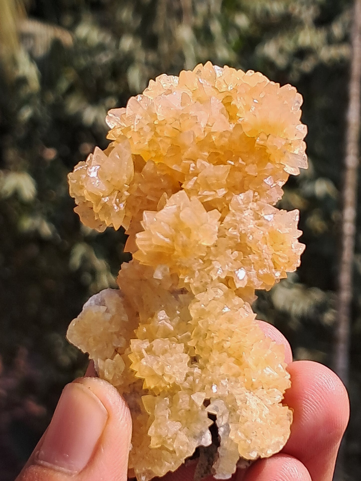 Yellow Calcite *Dog Tooth* Formation | Phosphorescent Crystals | UV Reactive (India) Rough Crystal | Natural Stone | Mineral Specimen #CA29