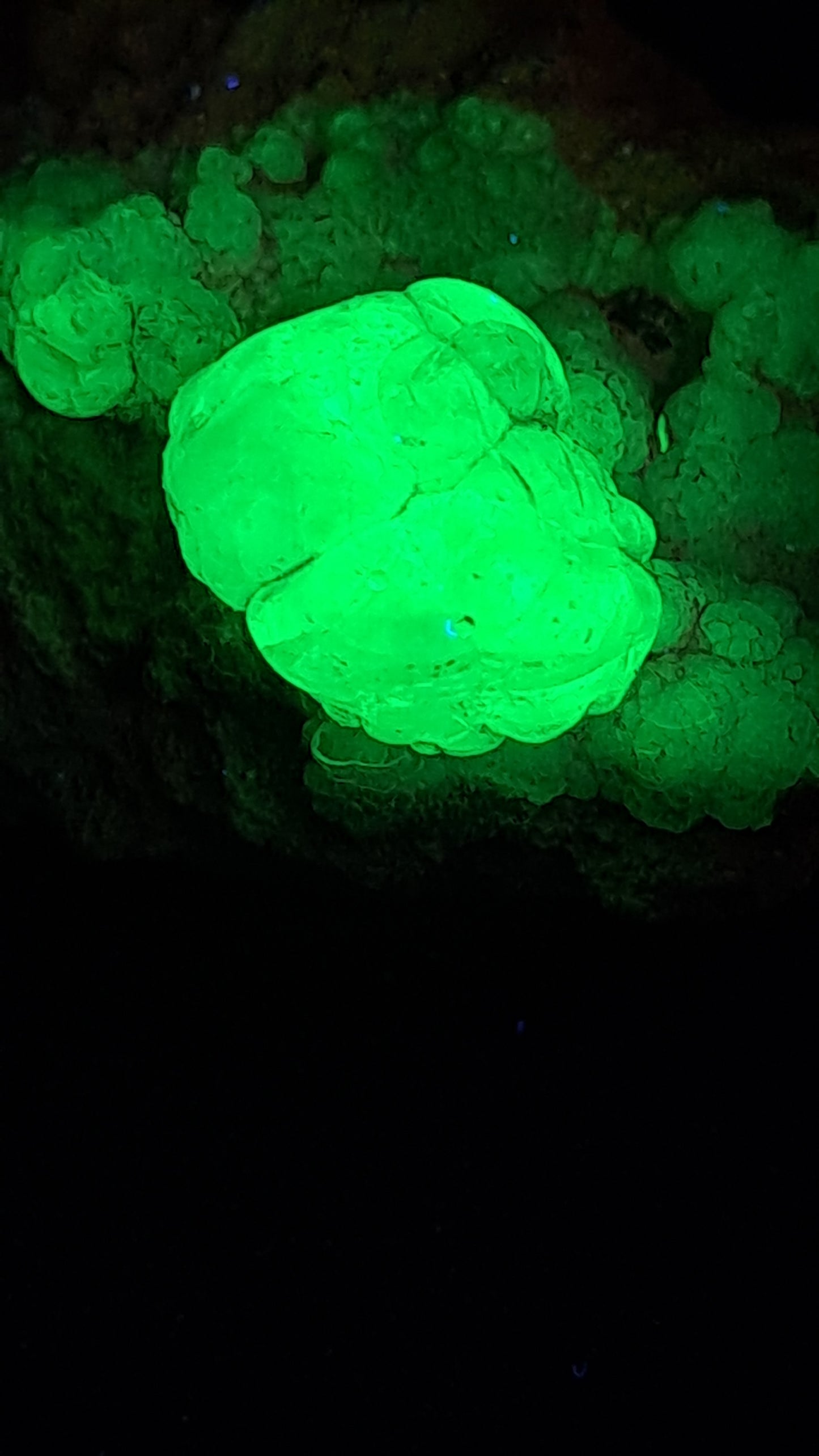 Hyalite Opal on Matrix (Mexico) Rough Crystal Stone | UV-Reactive Mineral Specimen #OH1