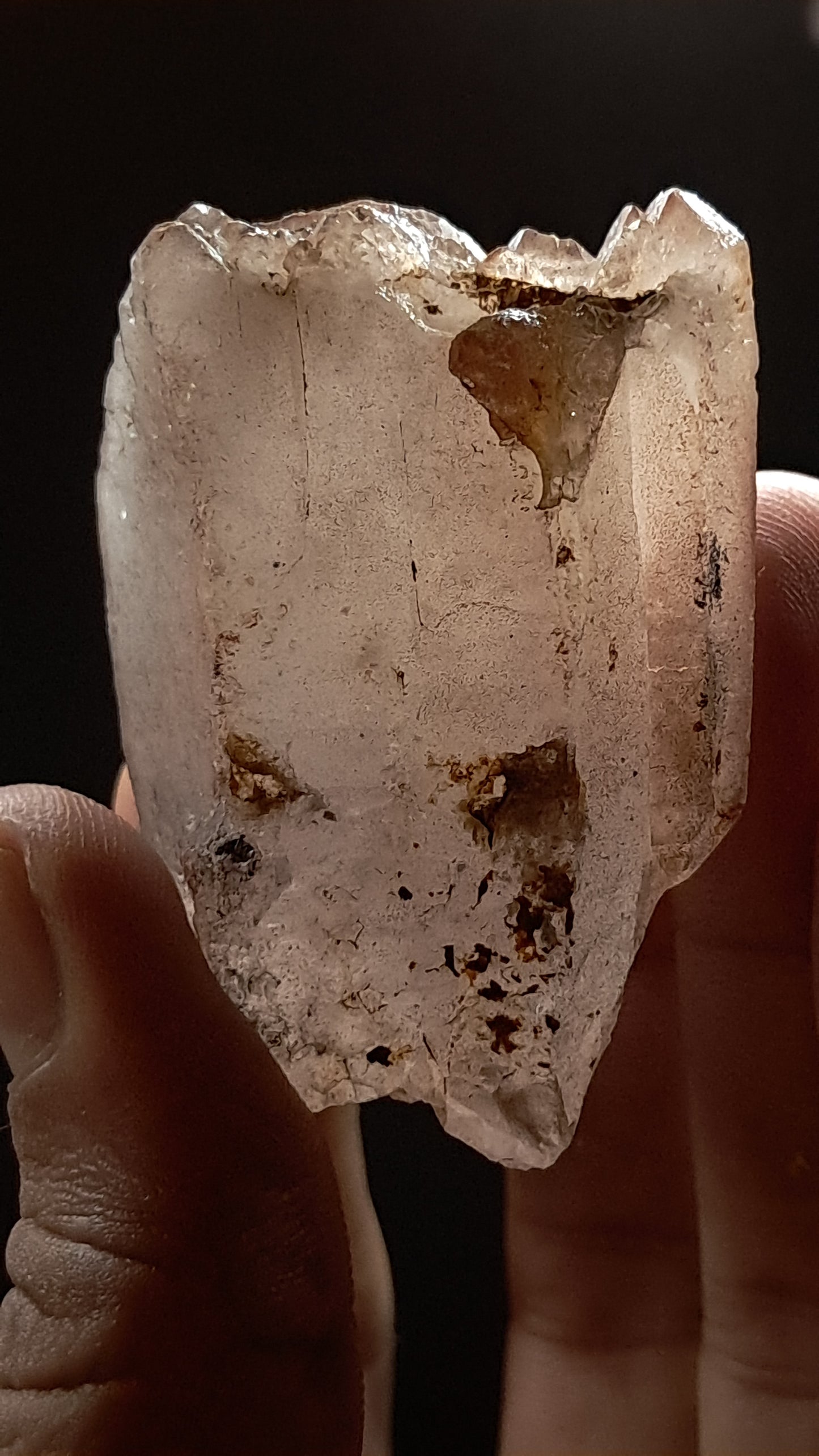 Elestial Smokey Quartz (Karur) Raw Natural Crystal Stone | Mineral Specimen #EQ17