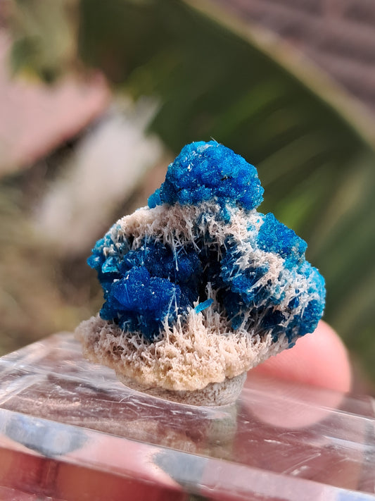 Perfect Cavansite Spheres on Fibrous Stilbite (Wagholi) Rough Stone | Natural Crystal | Rare Mineral Specimen #CV59